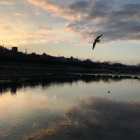 朝の鴨川、飛翔