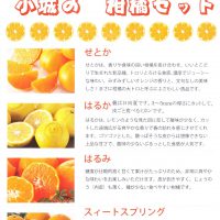 ニューおぎ2月柑橘